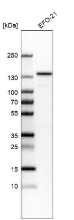 JMY Antibody, Novus Biologicals:Antibodies:Primary Antibodies